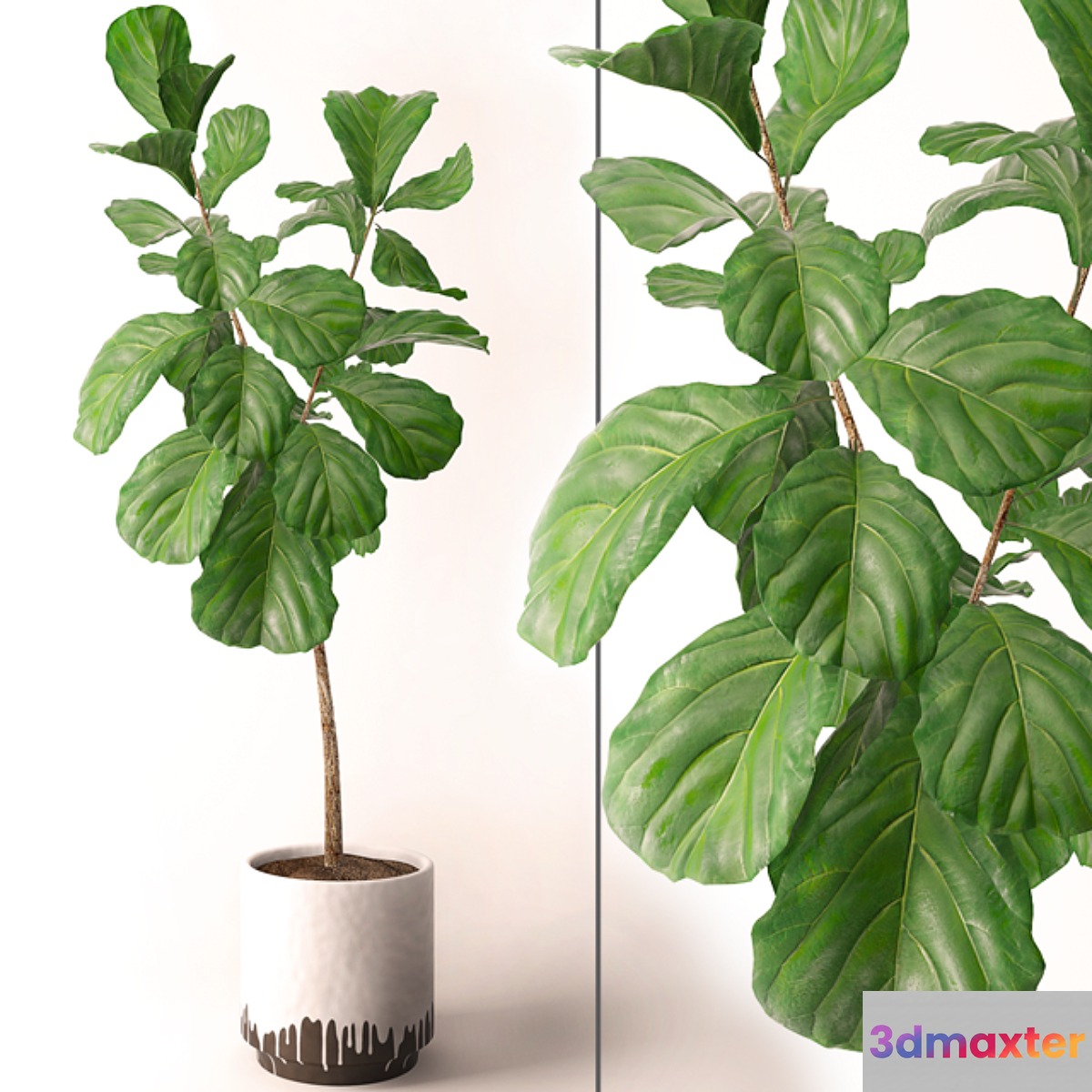 Ficus lyrata - No.10