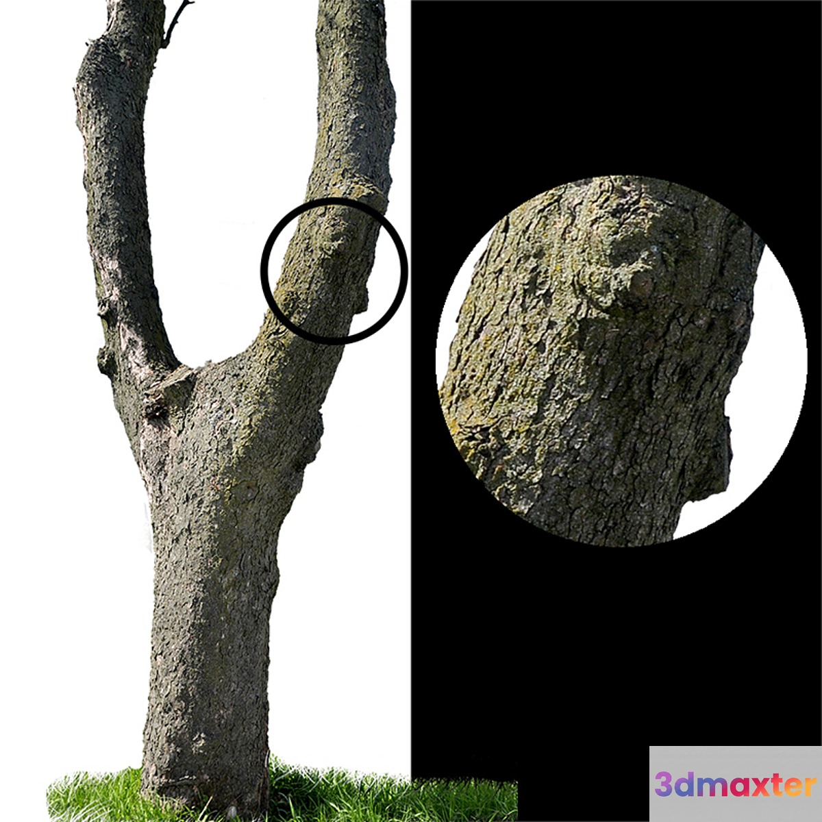 Tree trunks textures