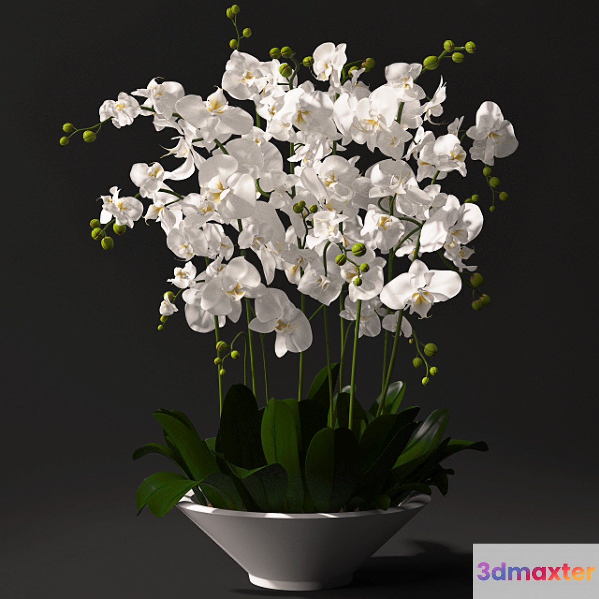 Orchid arrangement