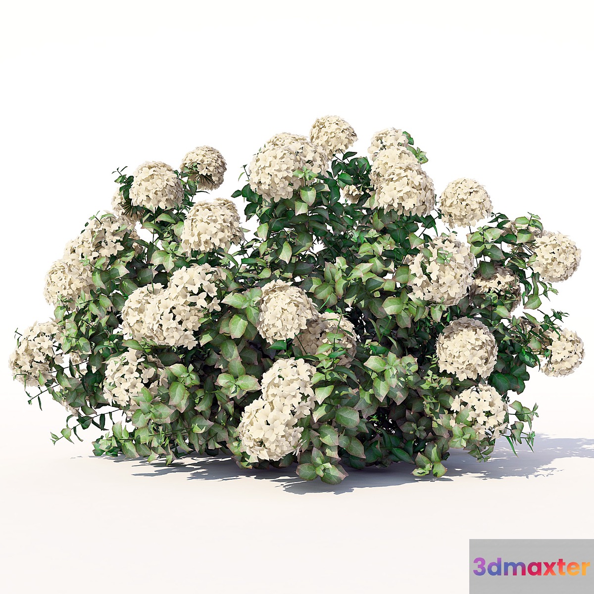 Hydrangea 3D Max