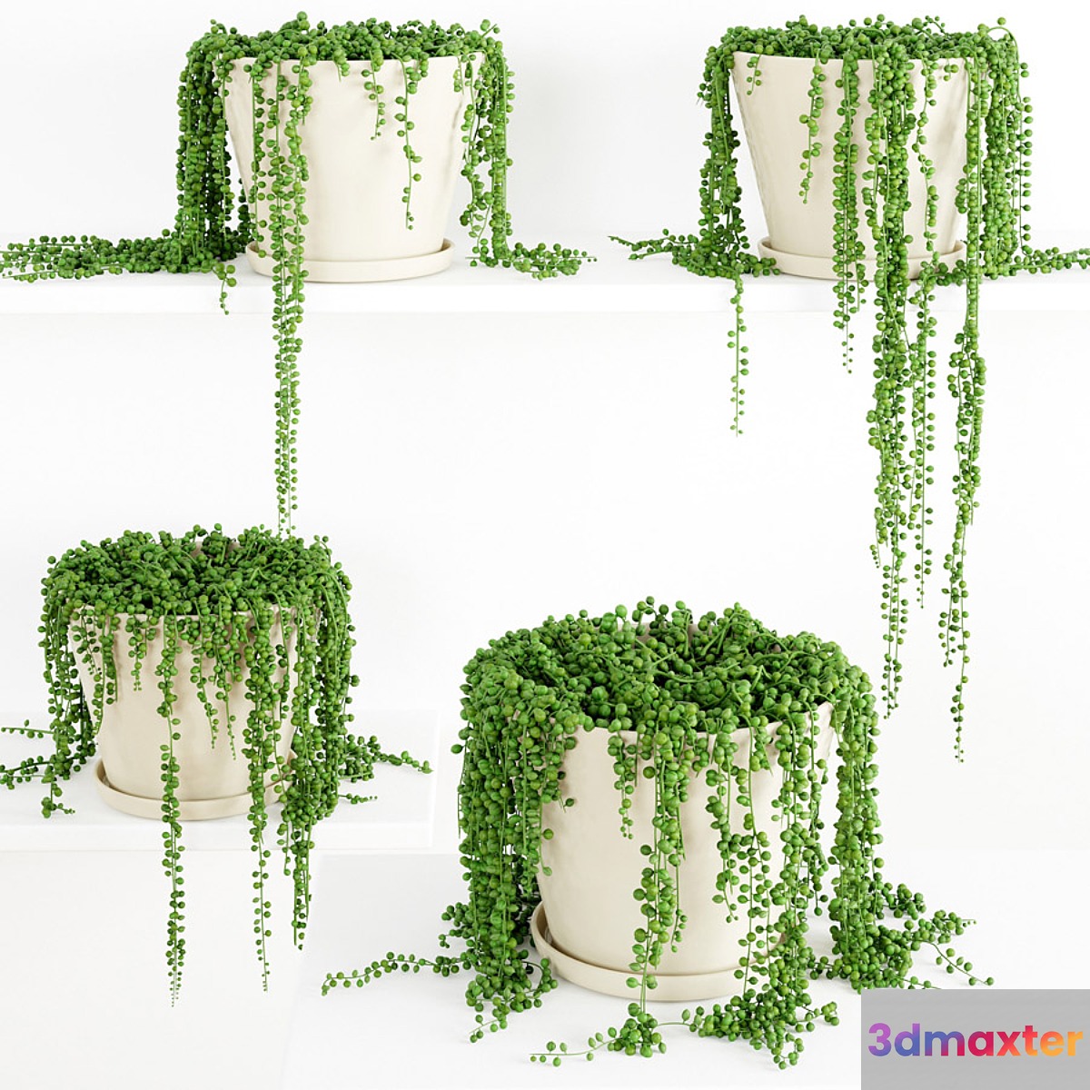 String Of Pearls Plant 3 - No.2