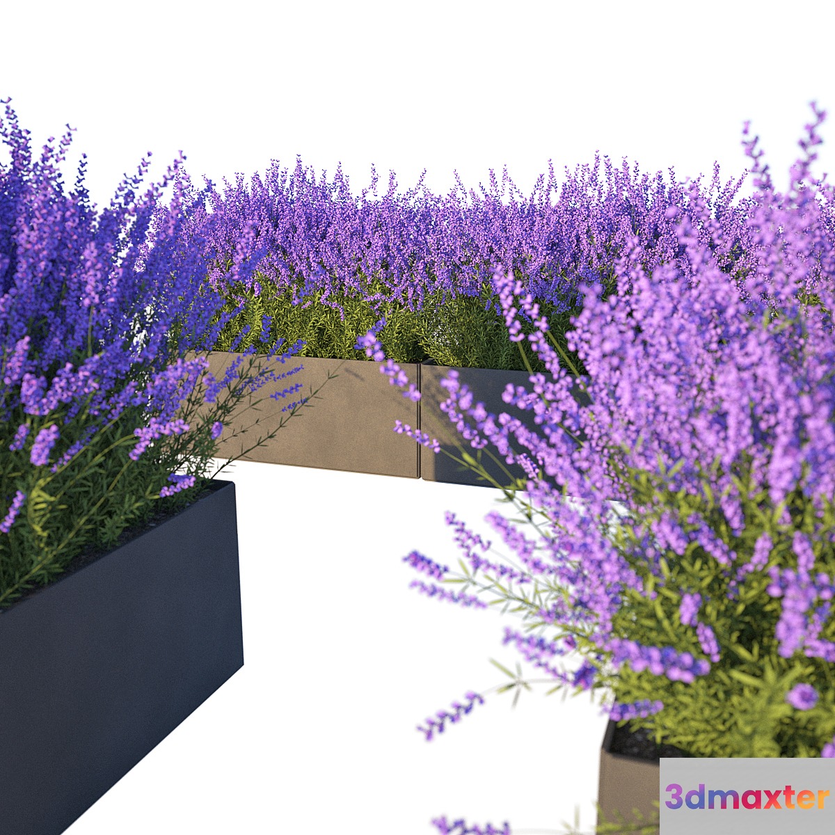 Lavender in Cubes
