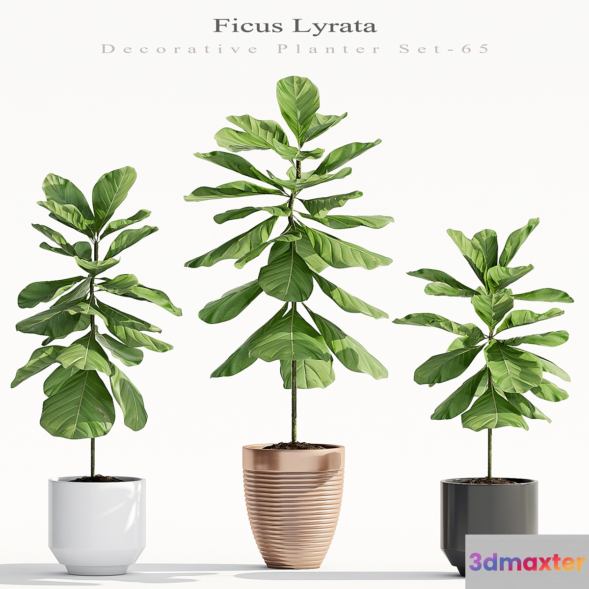 Ficus Lyrata (Plant 65) 3D Max
