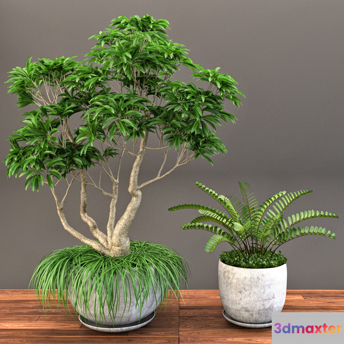 Plumeria Frangipane Tree 3D Max