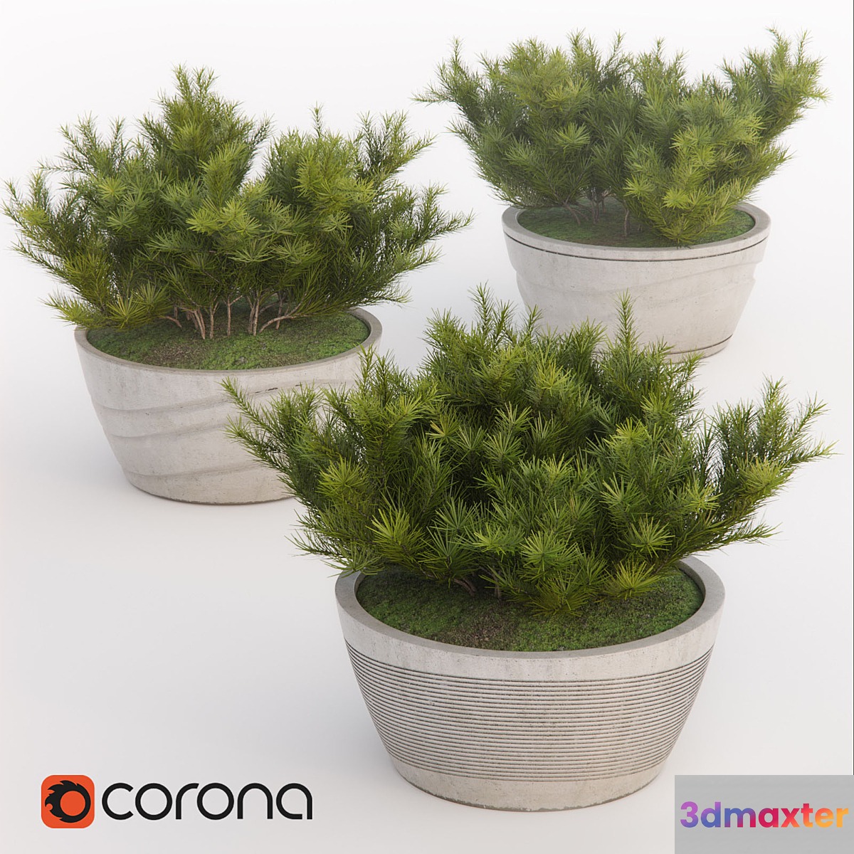 Pine-pumilio
