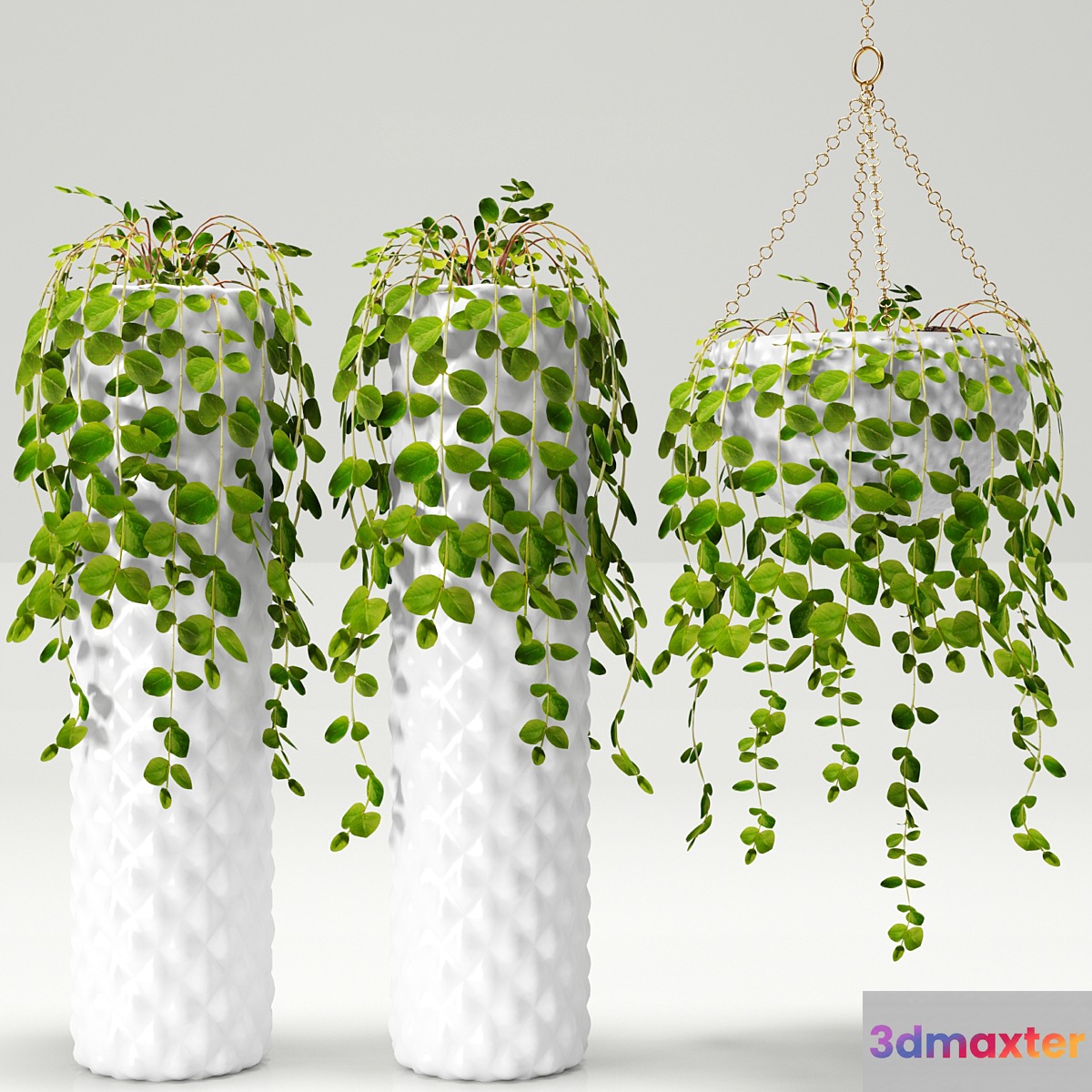 Plants in pots