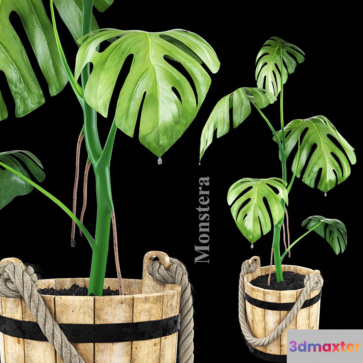 Monstera in a wooden tub 3D Max