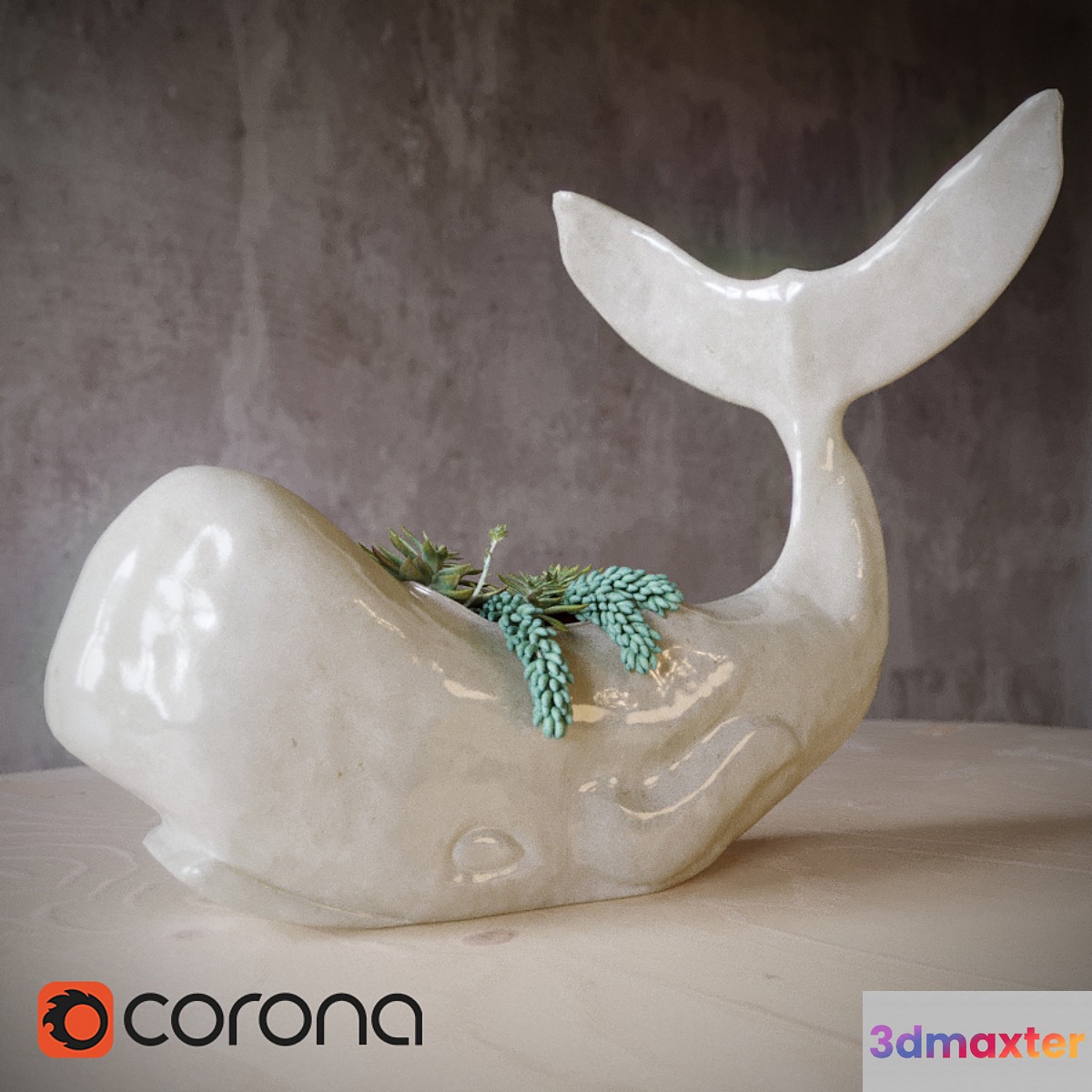 Whale succulent