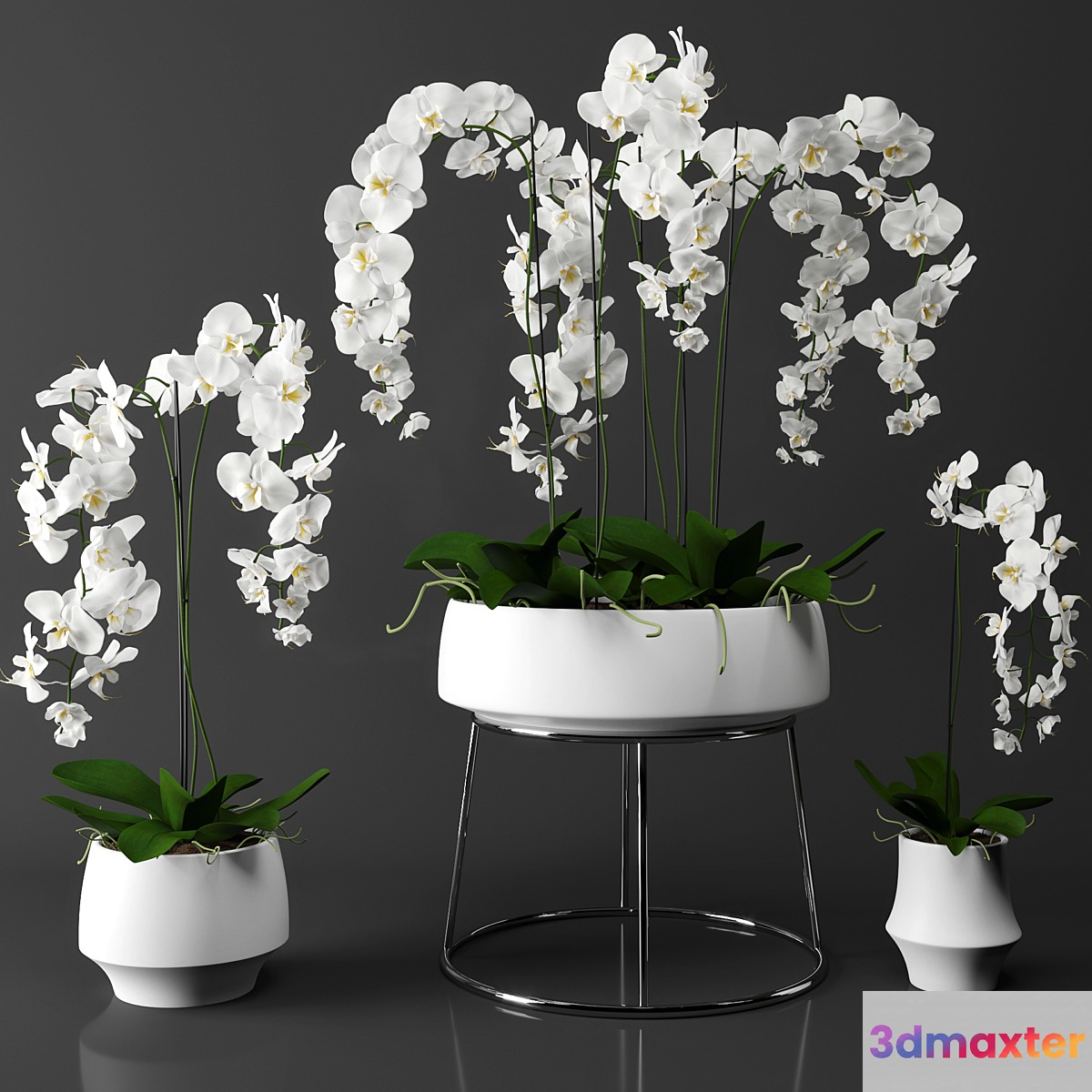 Orchid (phalaenopsis) set 3D Max