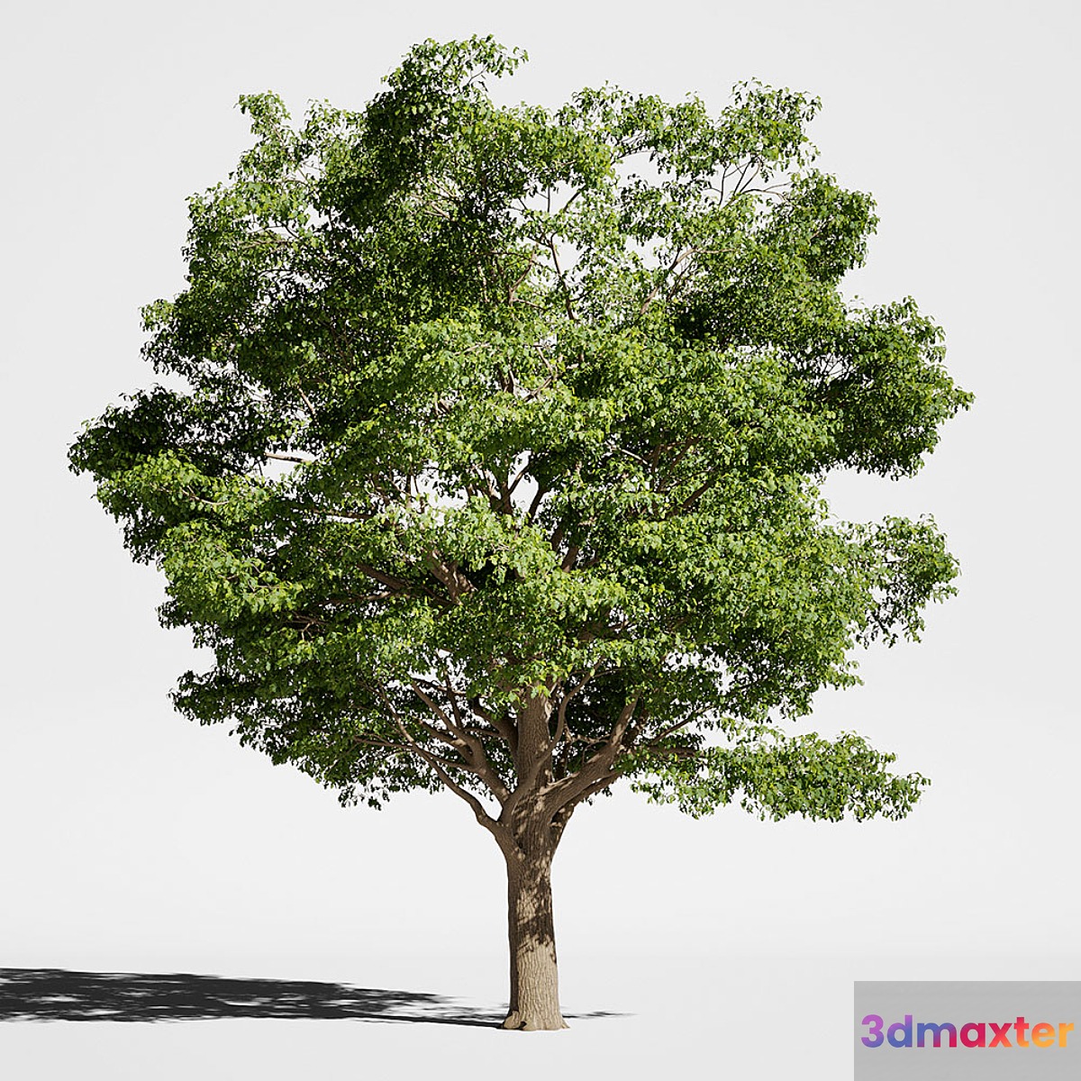 Tree Oak generic 3D Max