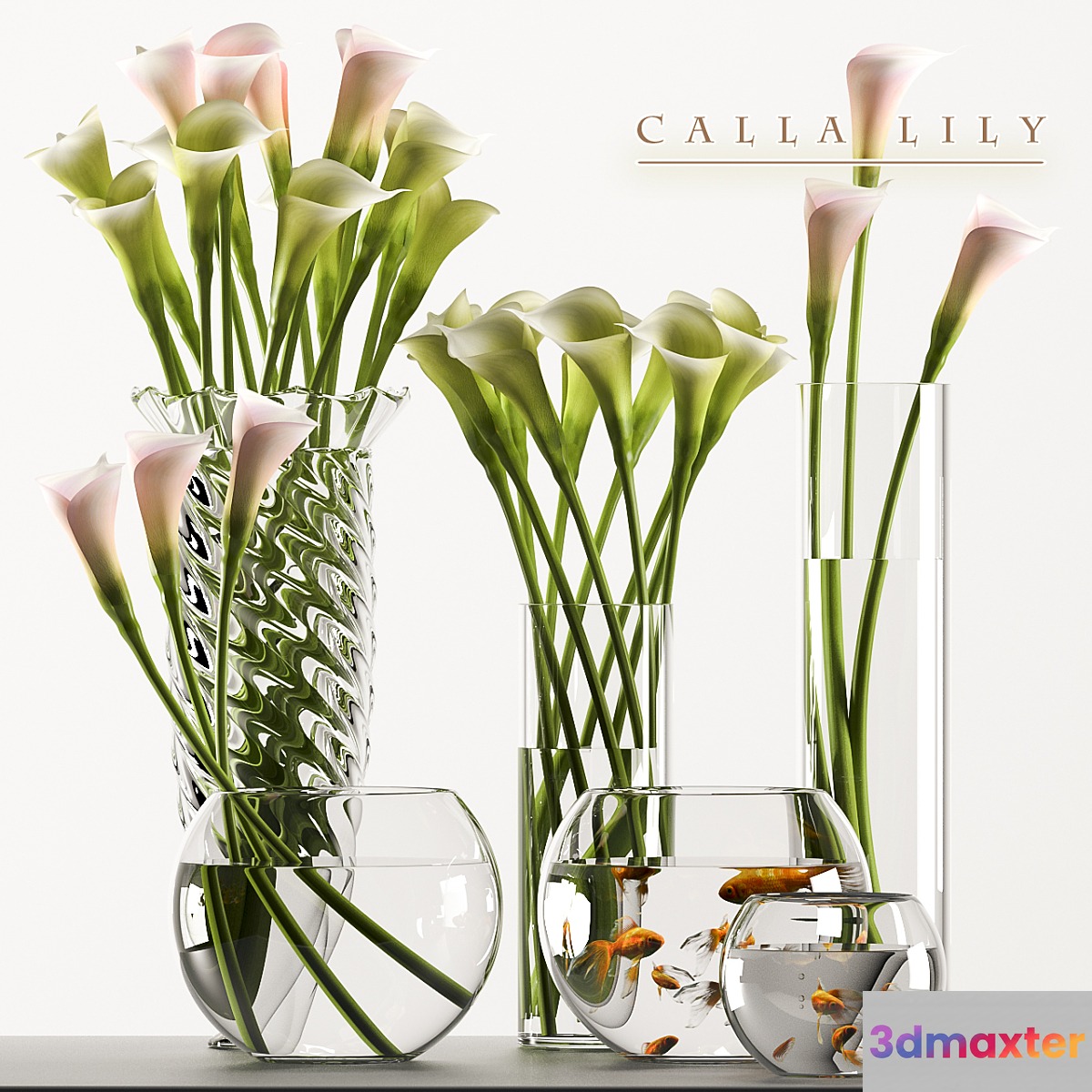 CALLA LILY 3 - No.2