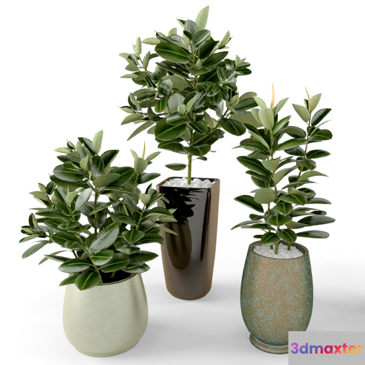 Ficus Ficus
