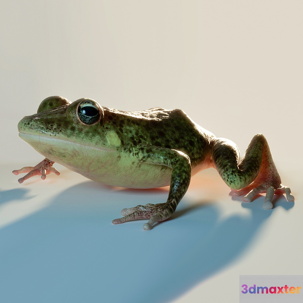Frog 3D Max