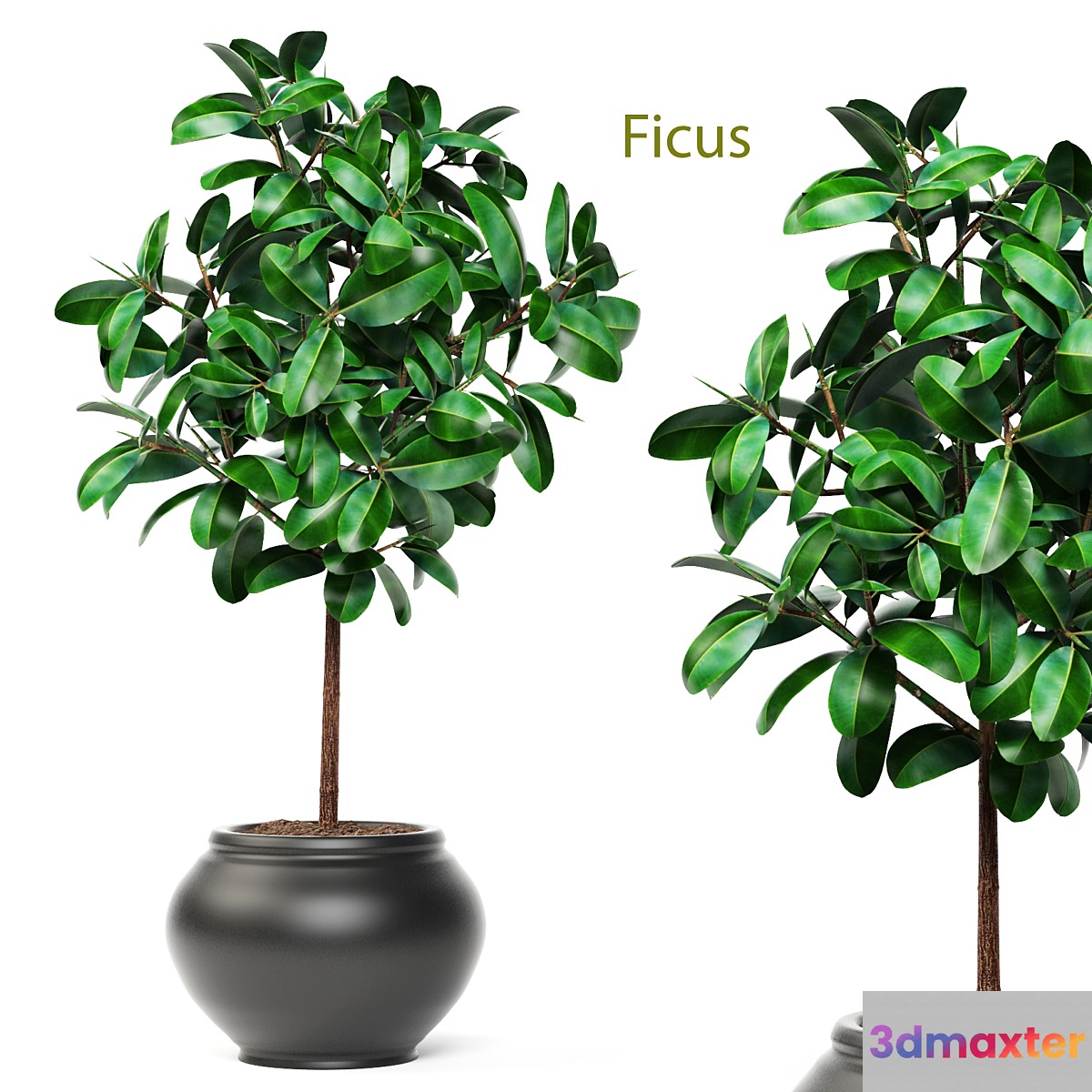 Ficus ornamental tree ficus elastica pink pot flowerpot interior ficus abidjan