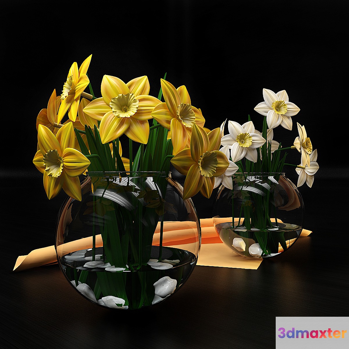 Narcissus