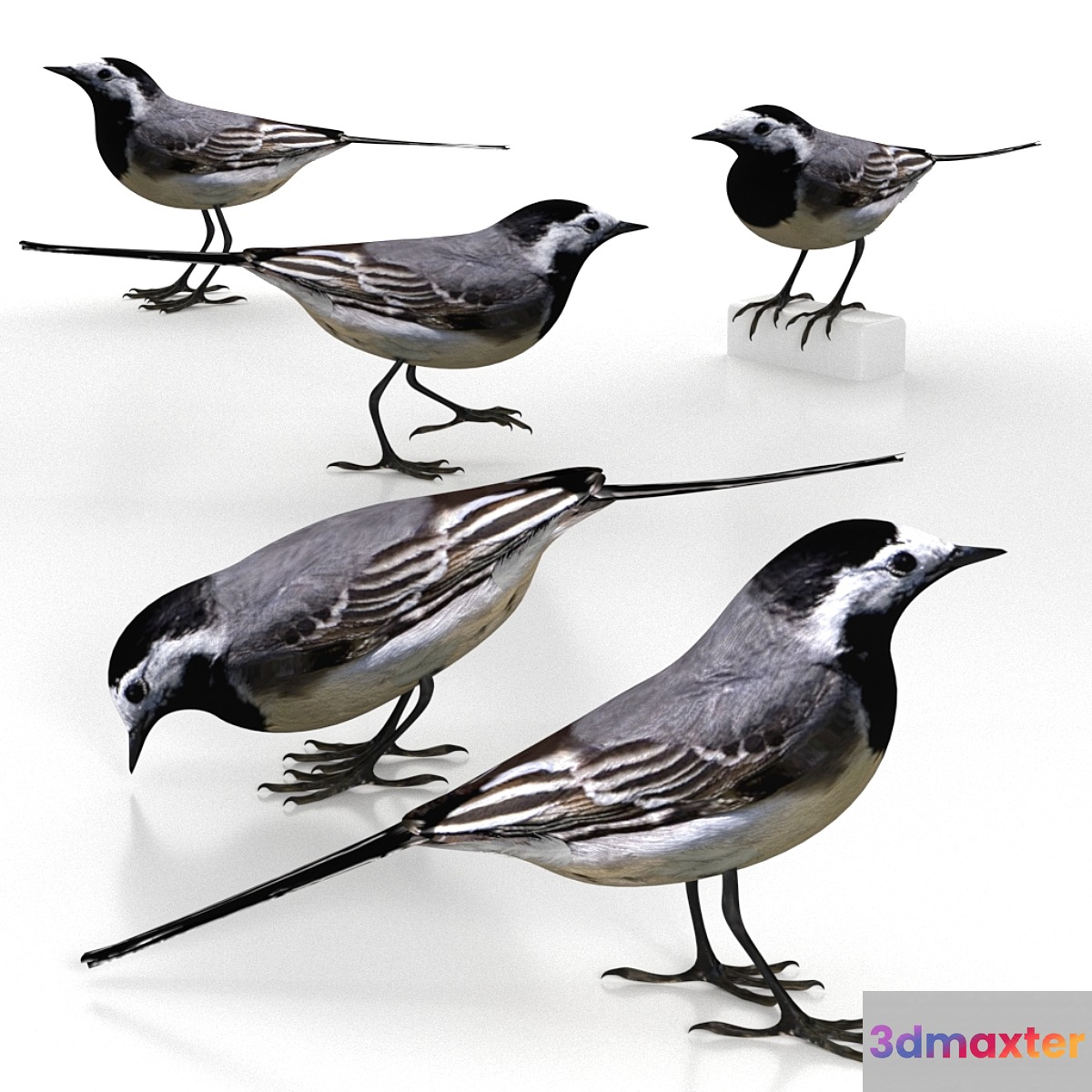 White Wagtail (bird) 3D Max