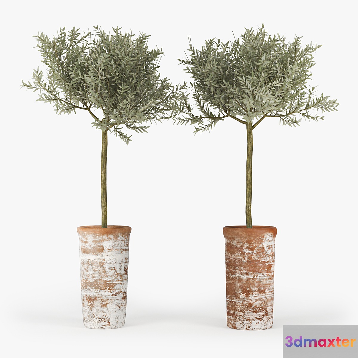 Olive_Tree 3D Max