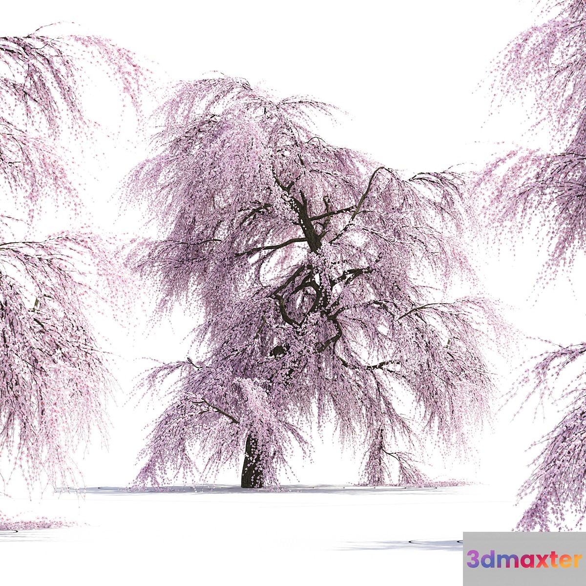 Sakura Tree - No.2
