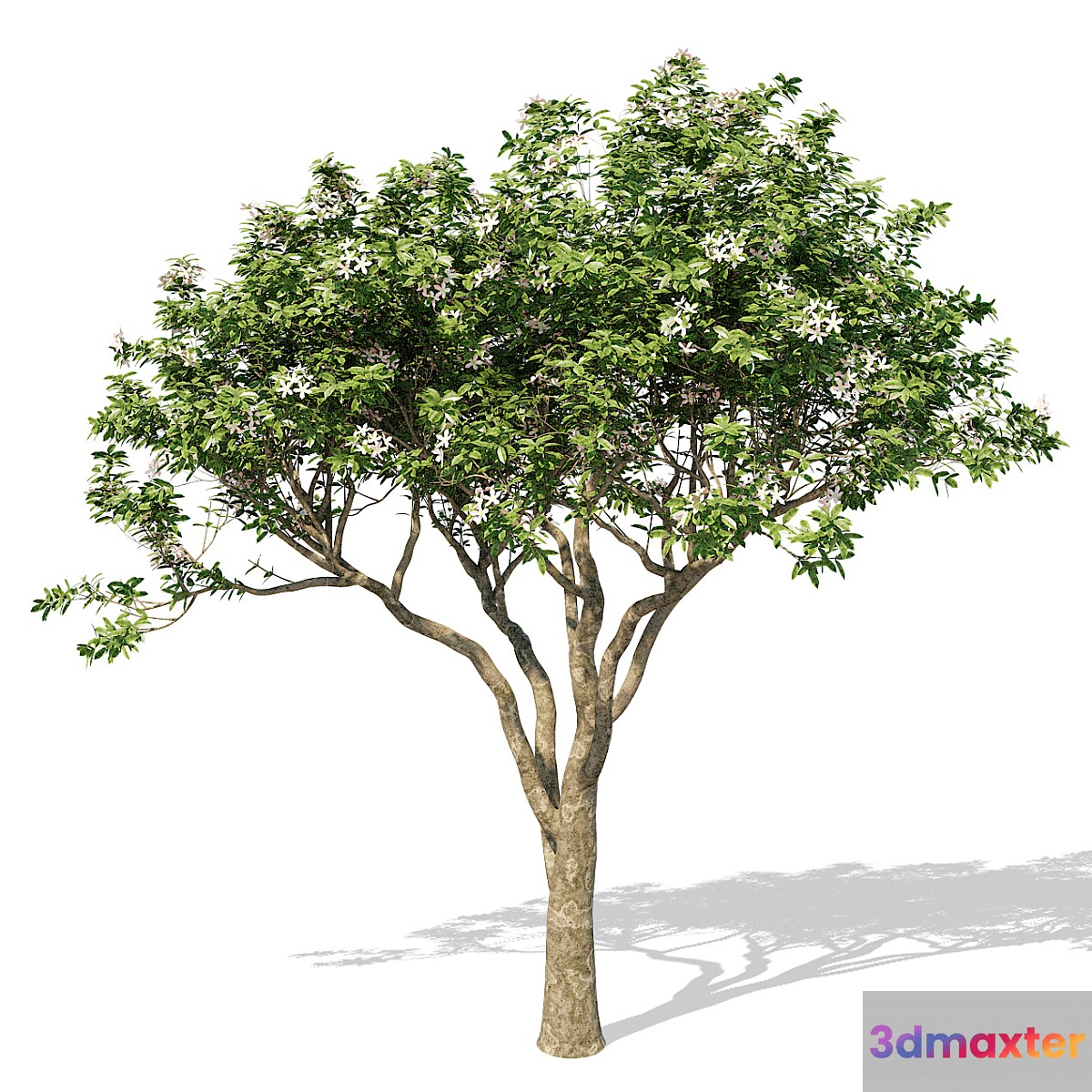 Magnolia Tree - No.3
