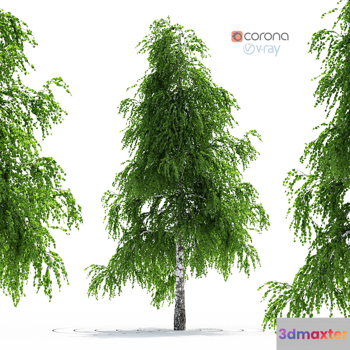 Birch Tree