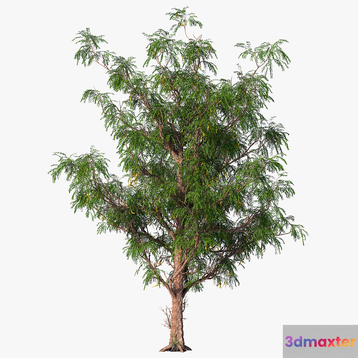 Honey locust _ Acacia 3D Max