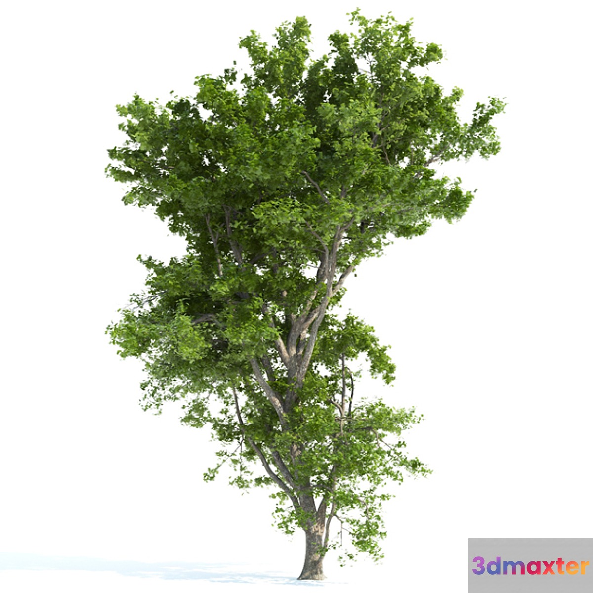 Spring tree_1 3D Max