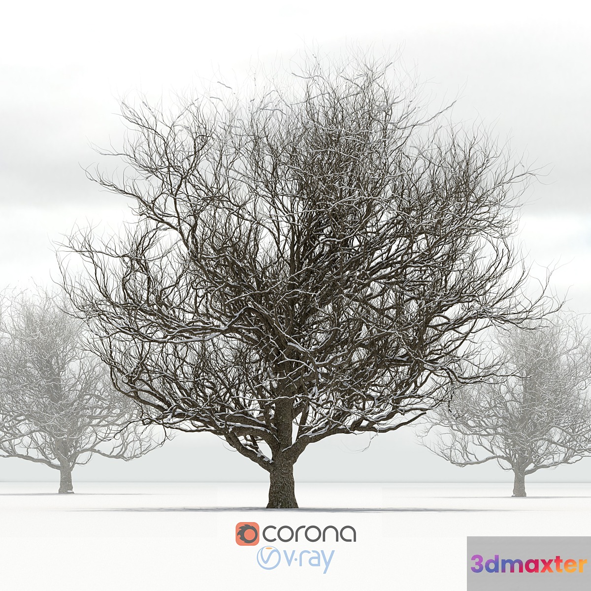 Oak with snow