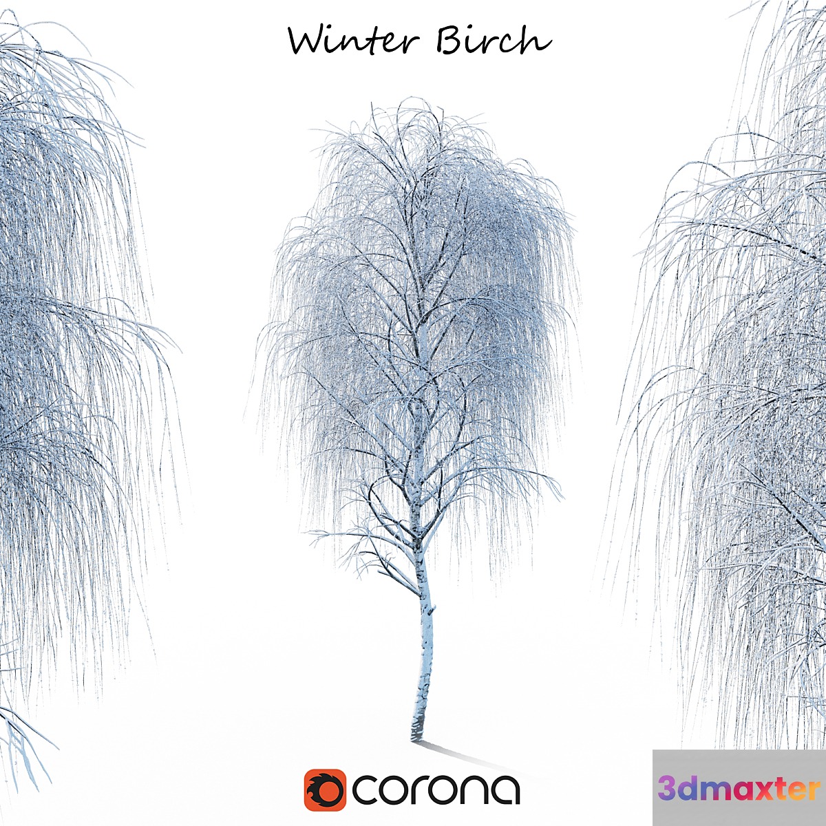 Winter birch