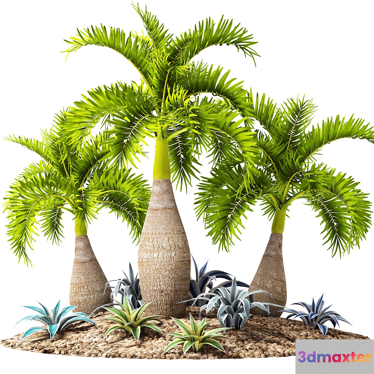 Tropical garden flowerbed landscaping agave thicket tropical exotic palm - No.2