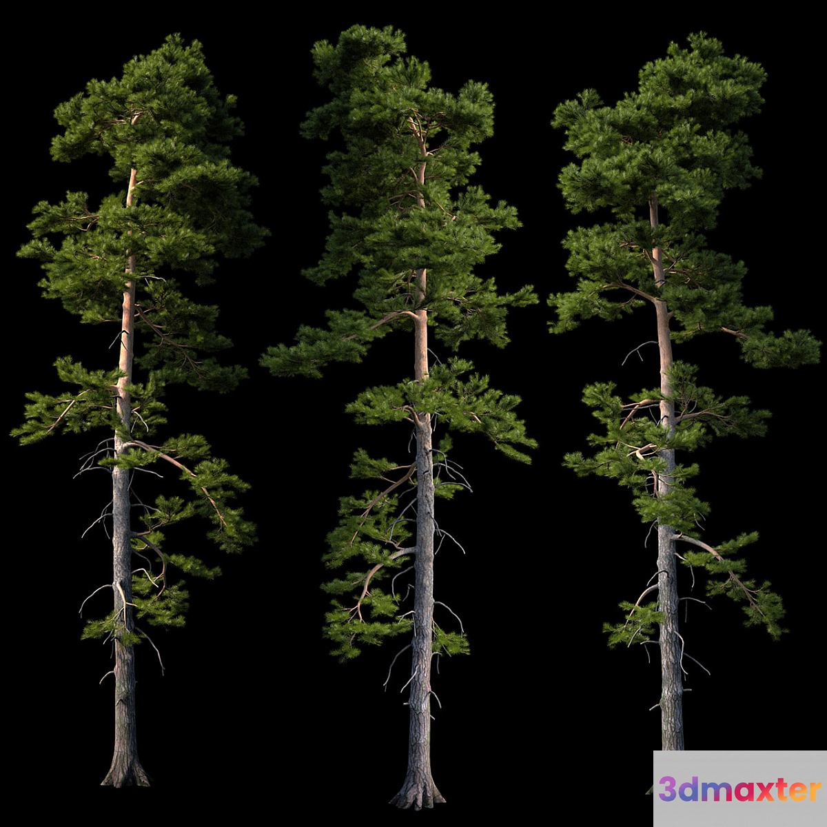 European pine