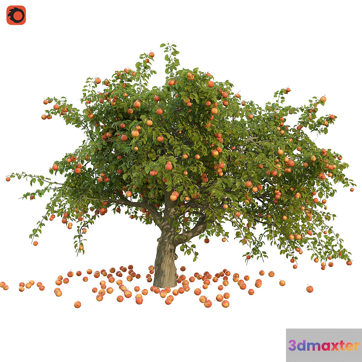 Apple tree - No.2