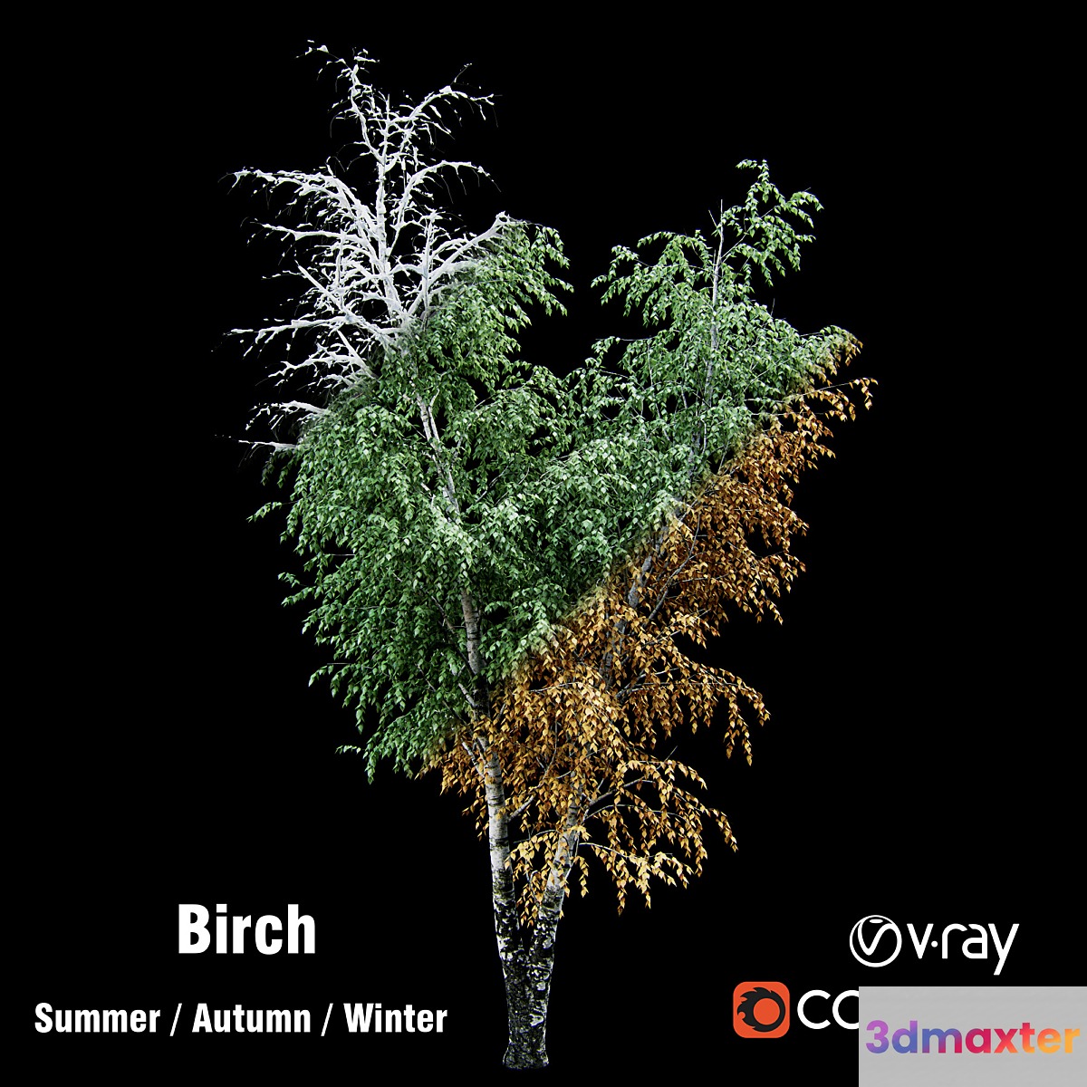 Birch _ summer _ fall _ winter