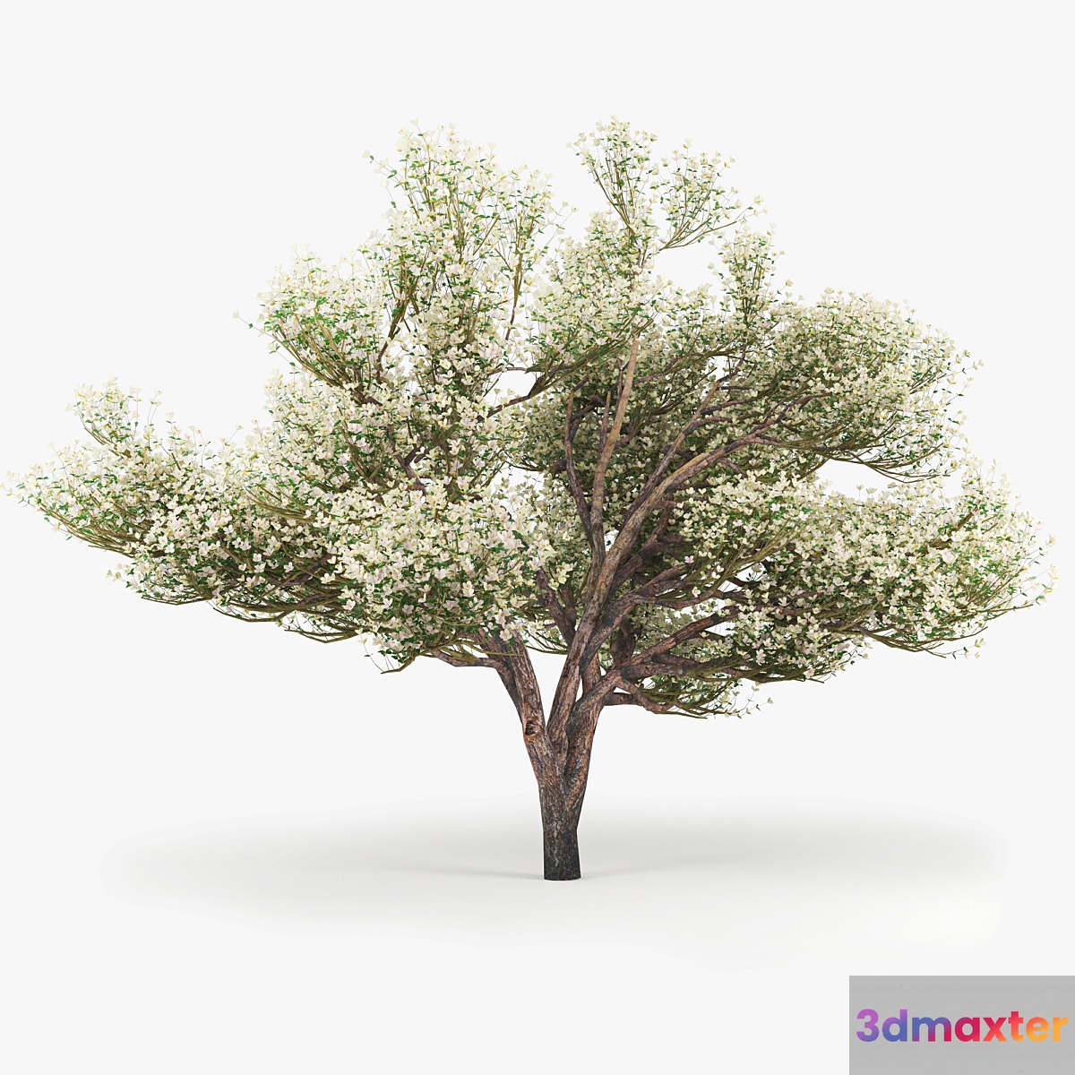 Flowering_Apple_Tree