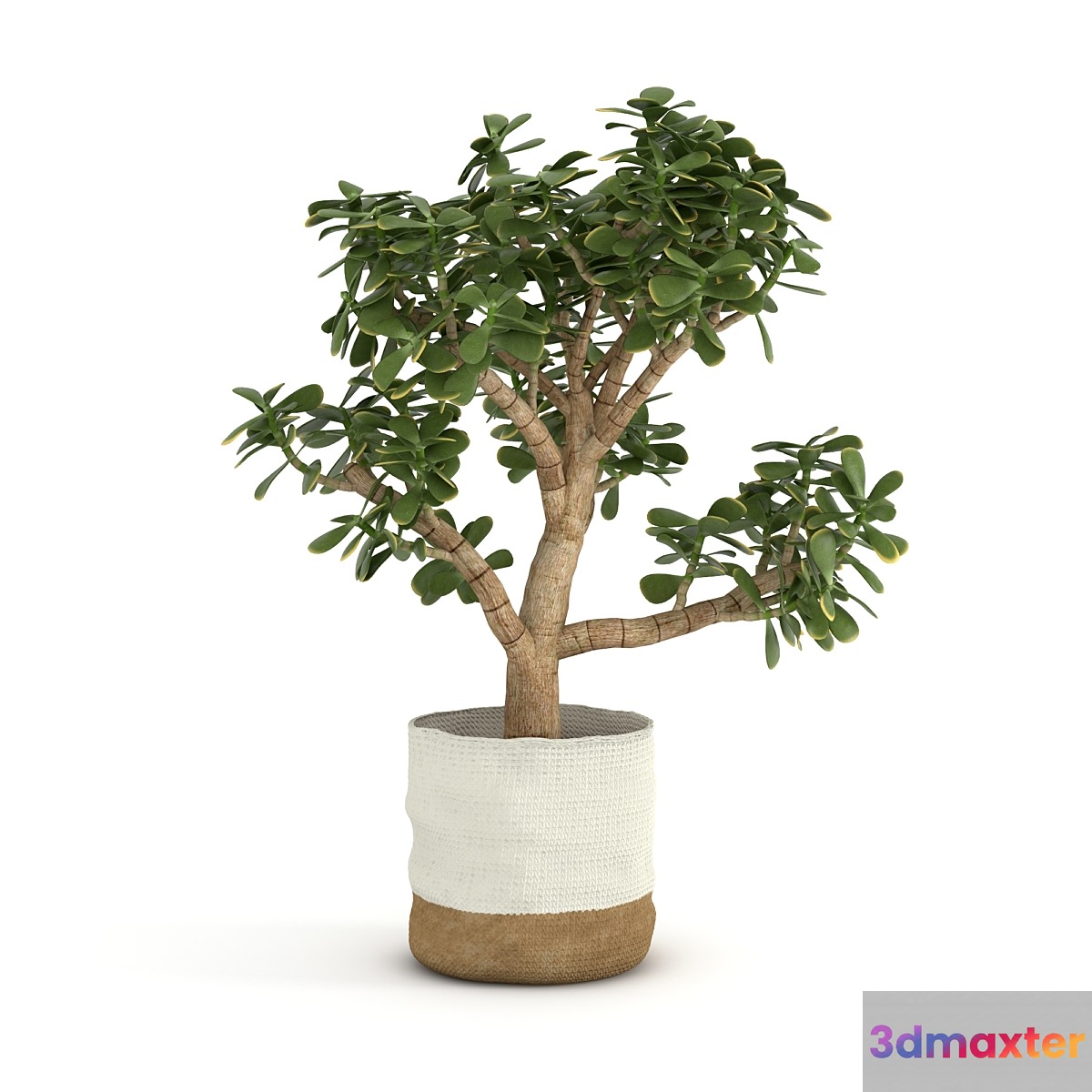 Money Tree 3D Max