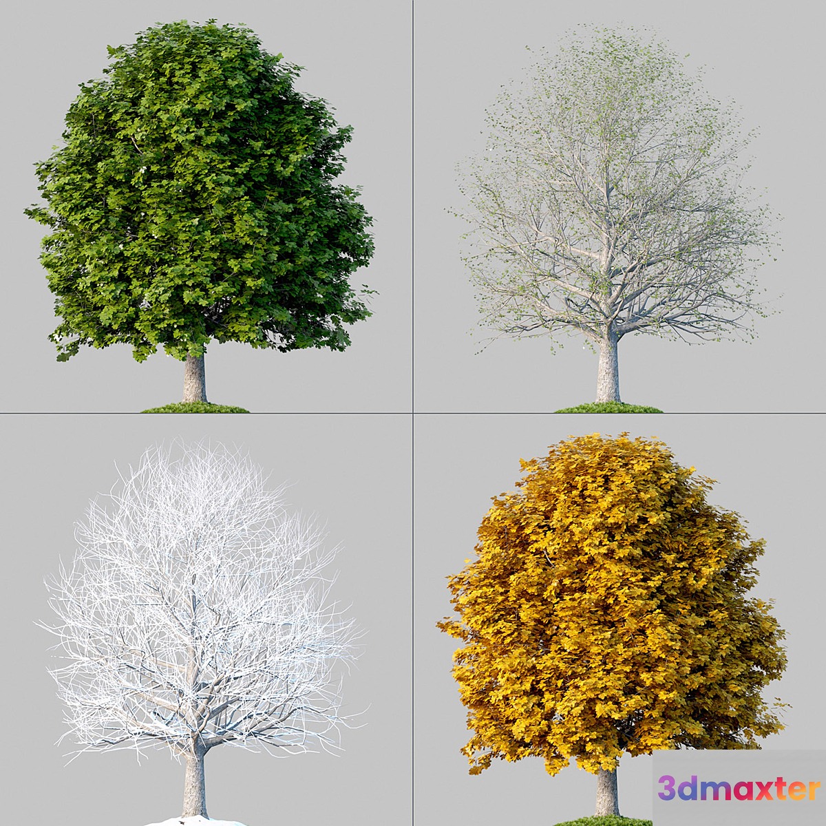 Oak_001_4_Seasons 3D Max