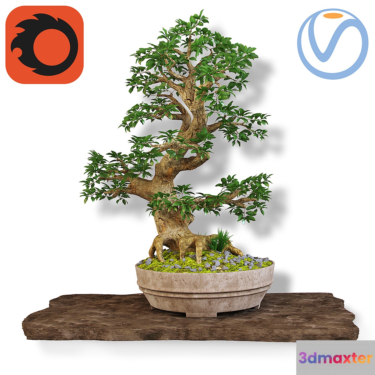 Bonsai - No.20