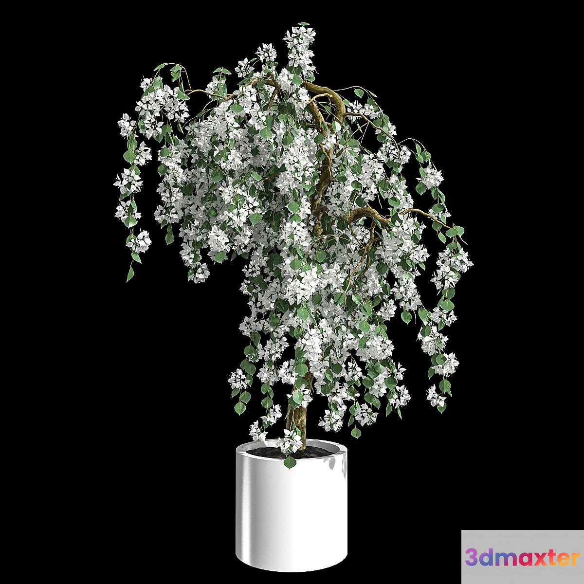 Bougainvillea 3D Max