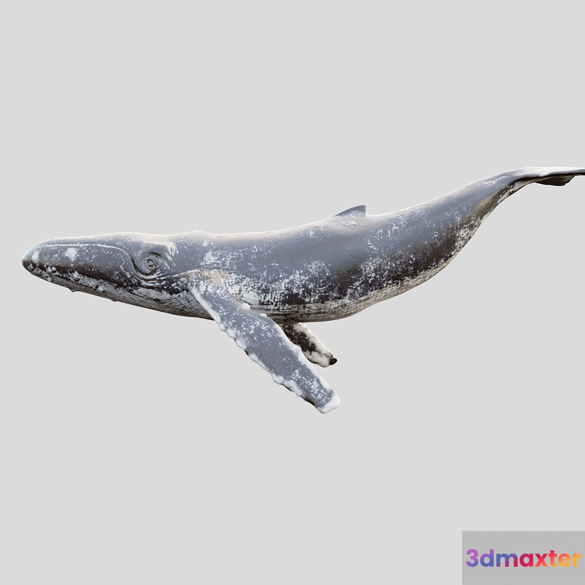 Gray_whale