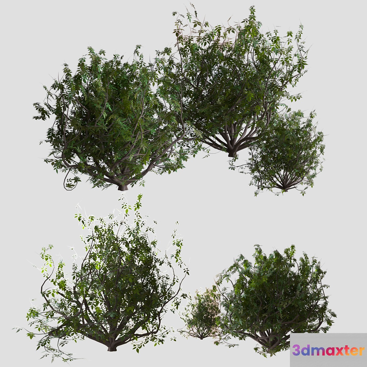 Shrubs