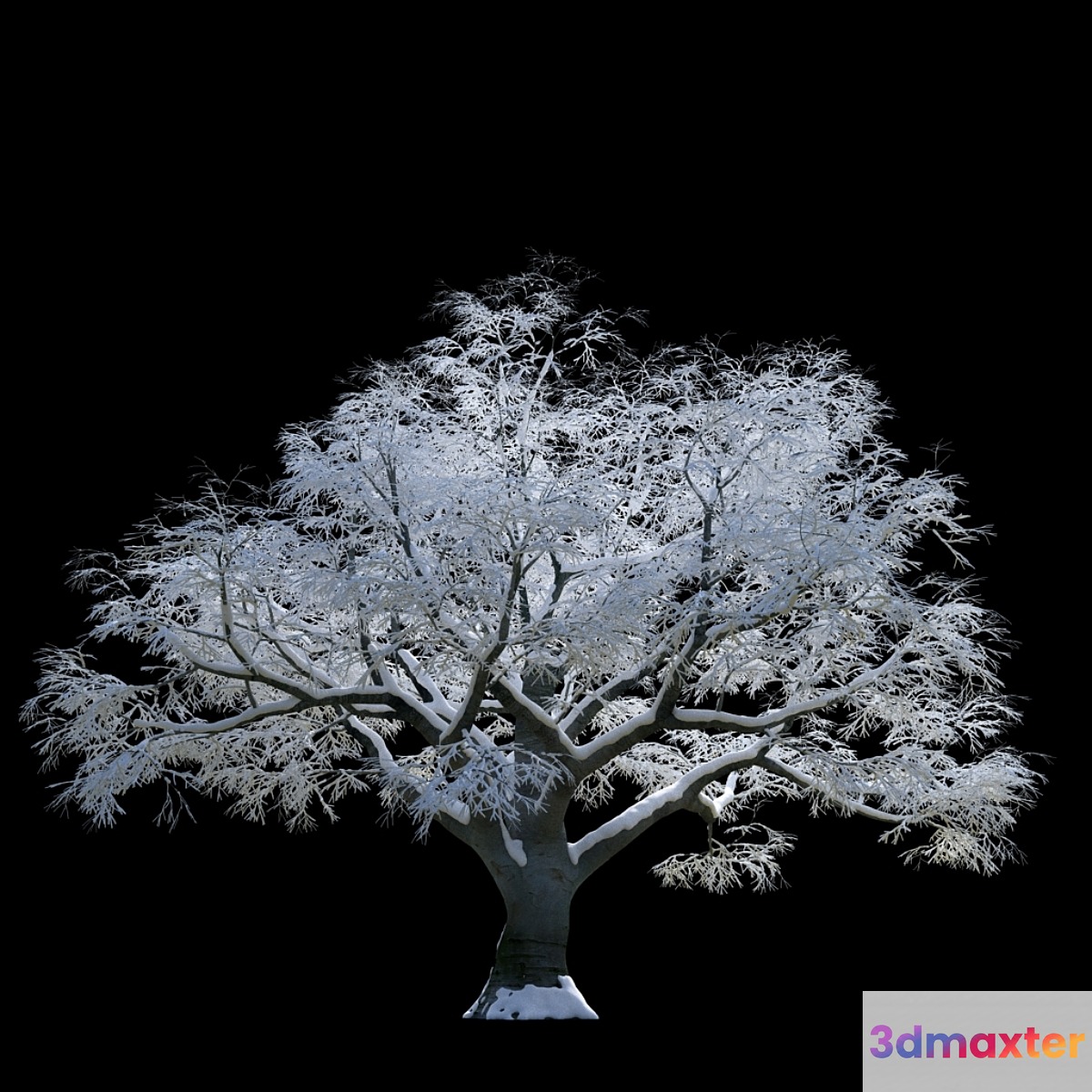 Snow-covered trees beech 3D Max