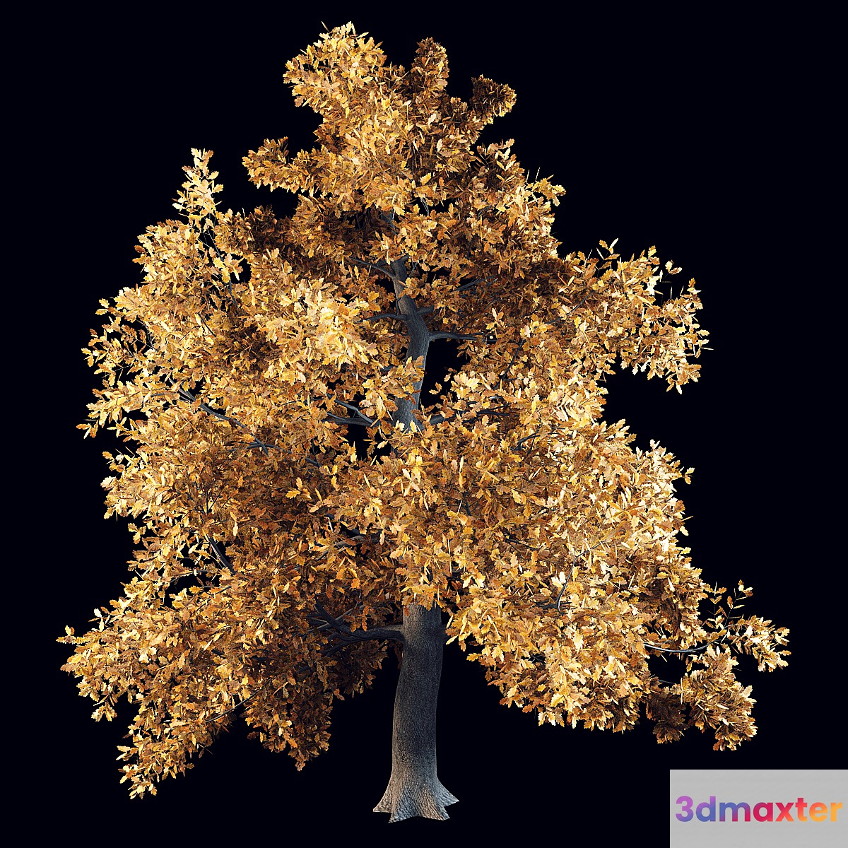 English oak 3D Max