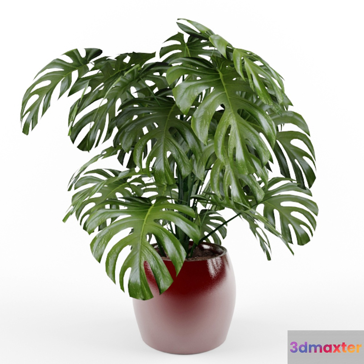 Monstera 3D Max