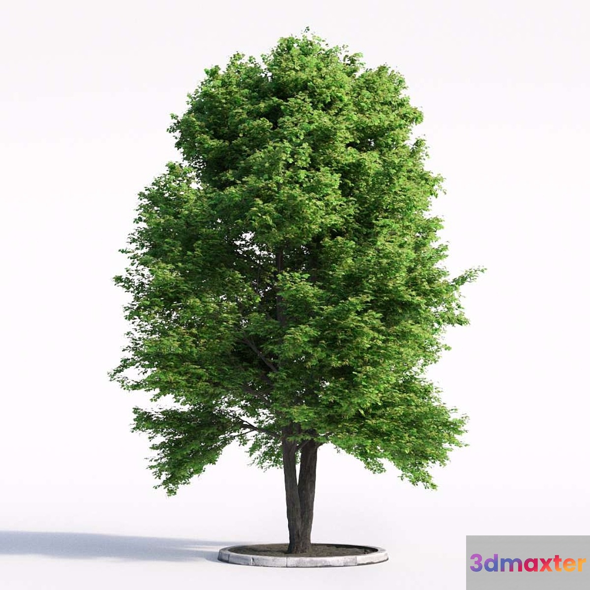 Linden tree