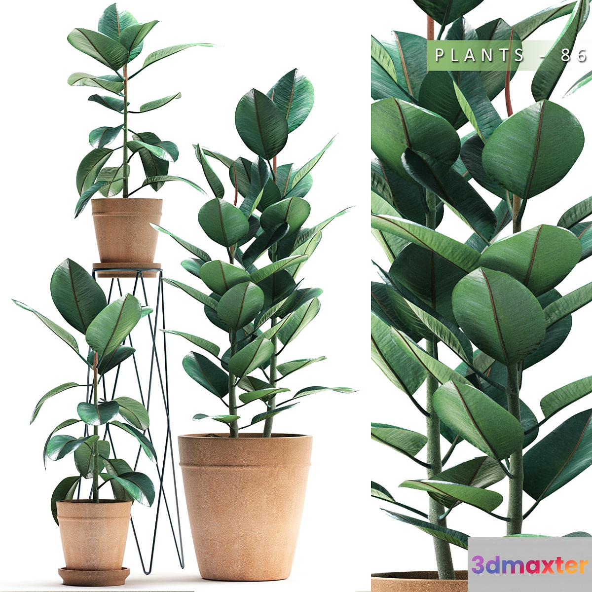 PLANTS 86 3D Max