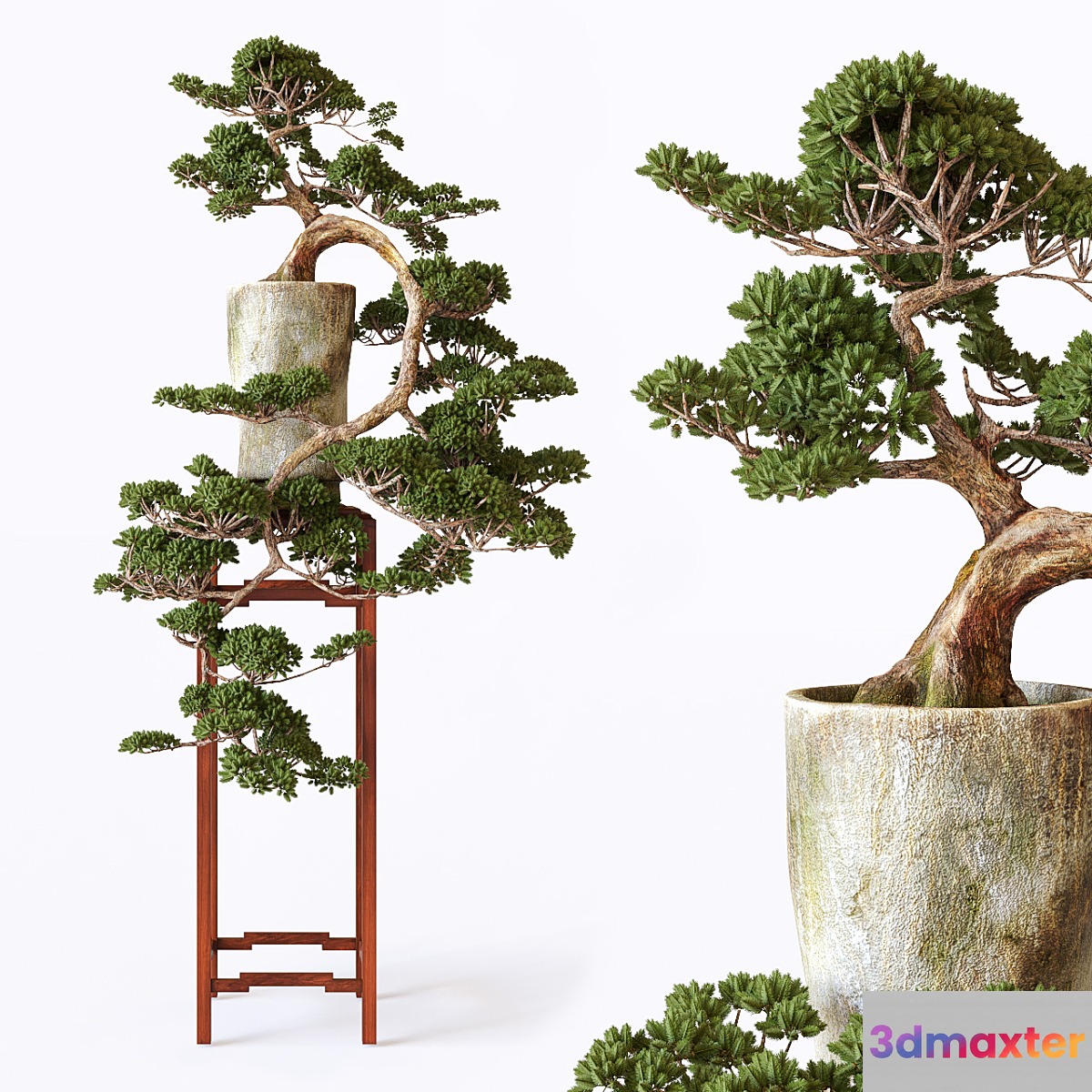 Bonsai - No.4