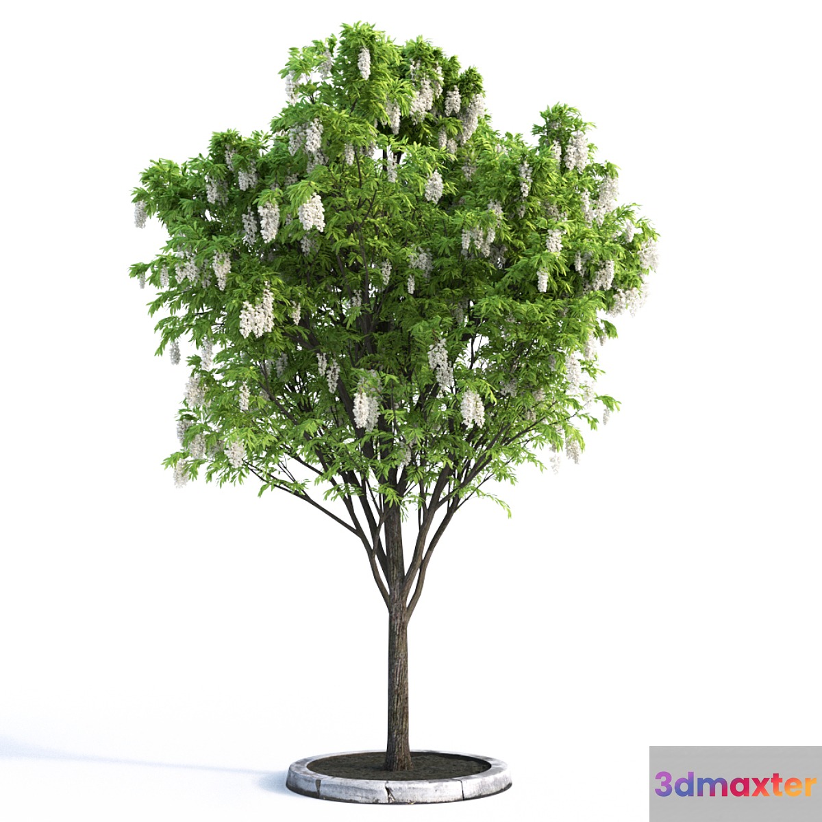 Acacia Tree 3D Max