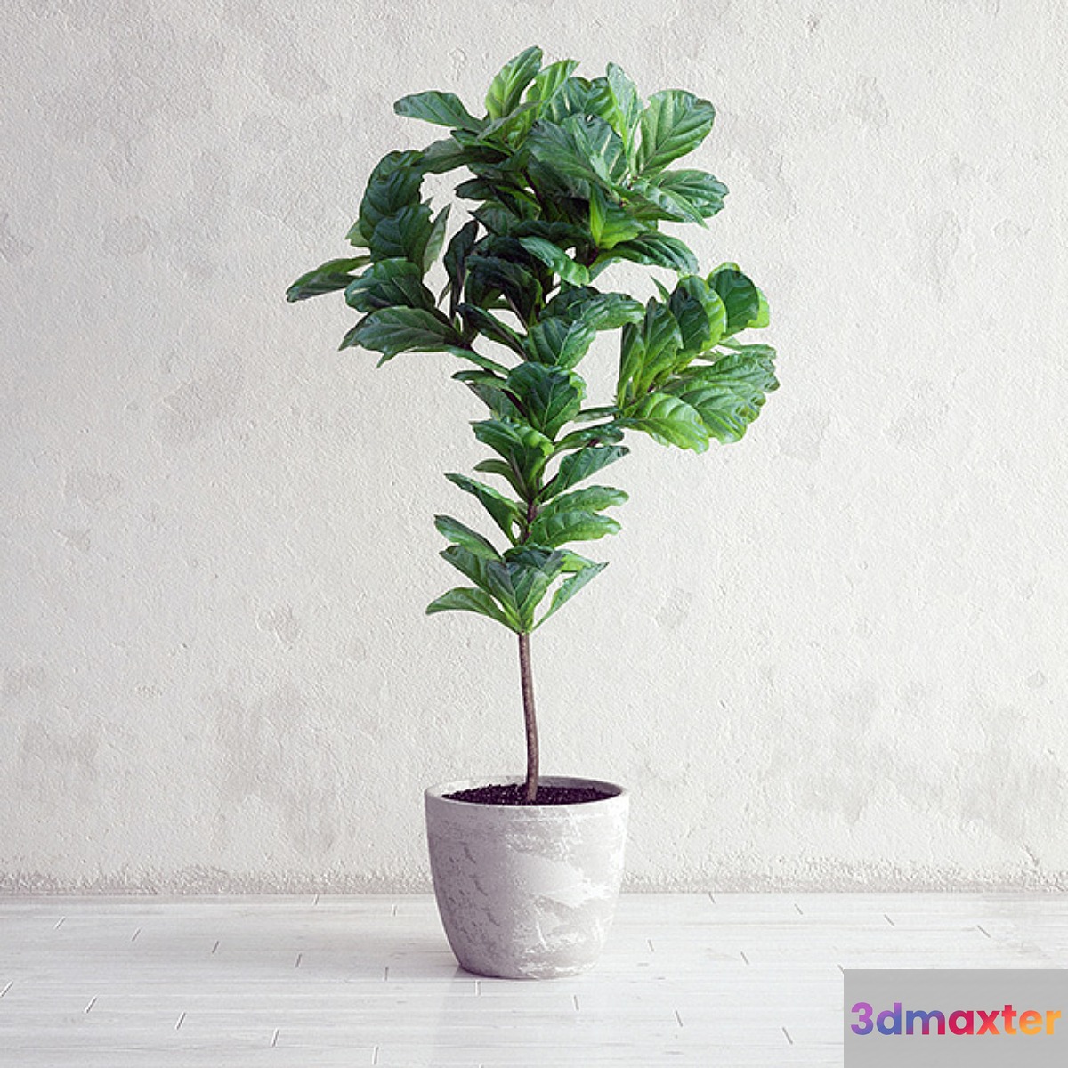 Ficus Lyrata - Interior Plant