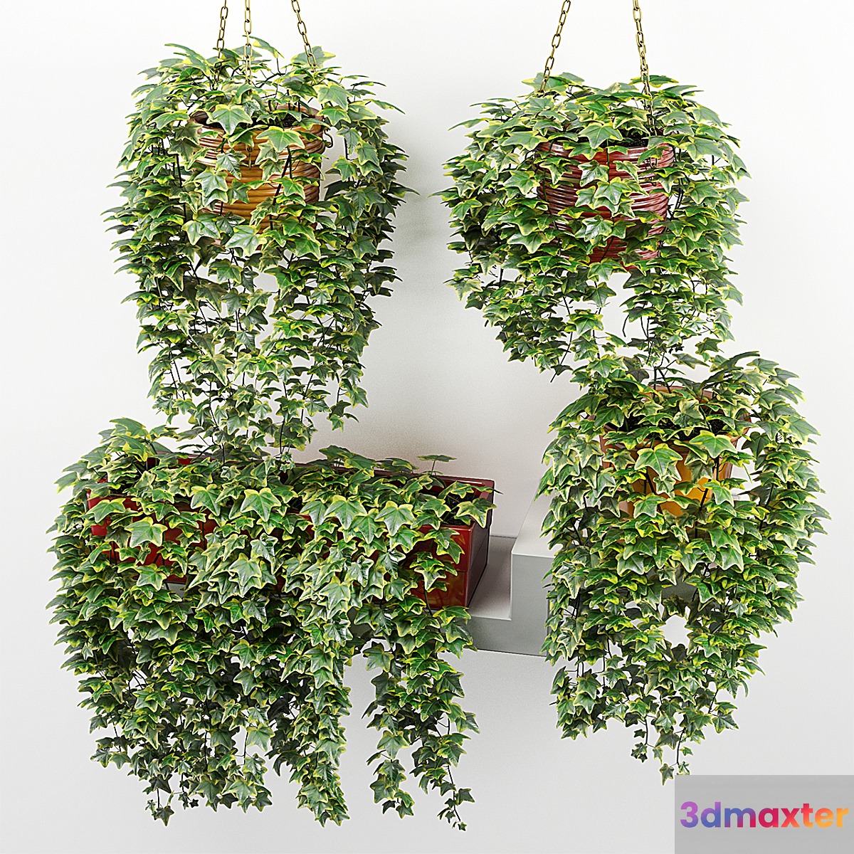 Ivy in pot - No.2