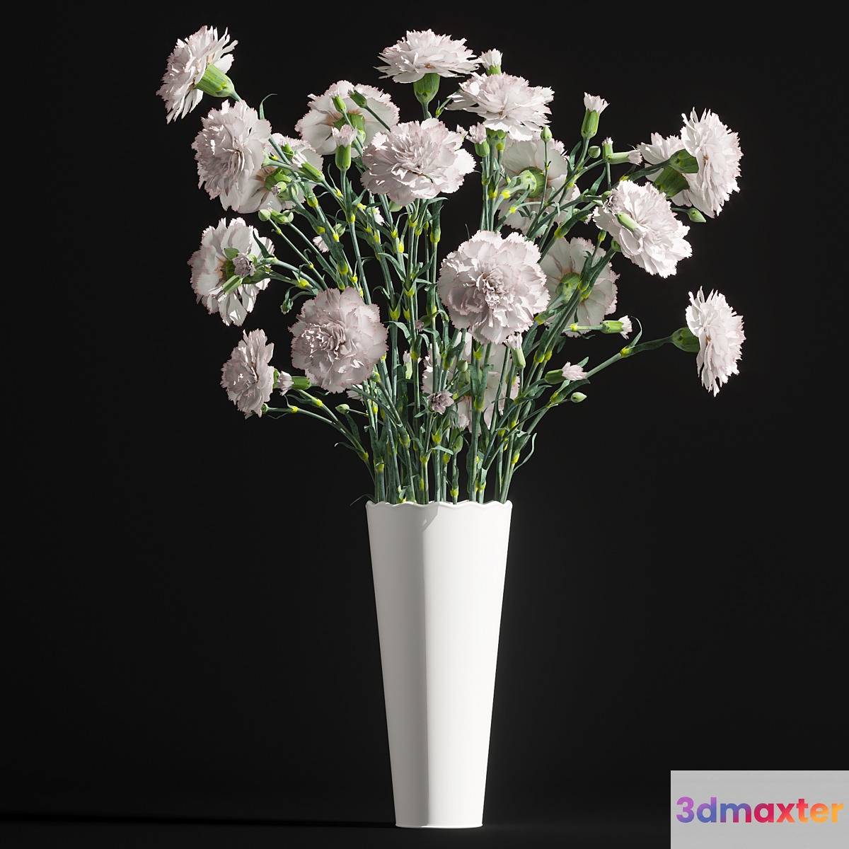 Carnation 2 - No.2