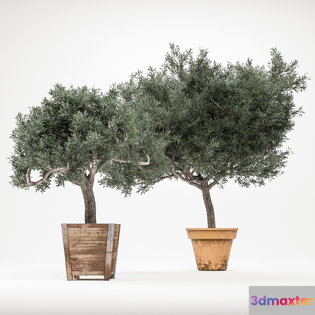 Plant 2 - OliveTree 3D Max